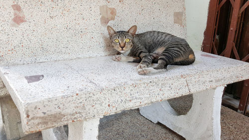 Portrait of cat sleeping on retaining wall