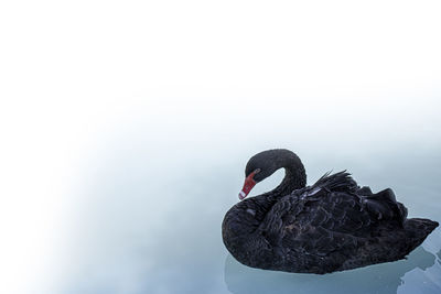 Black swan swimming in lake