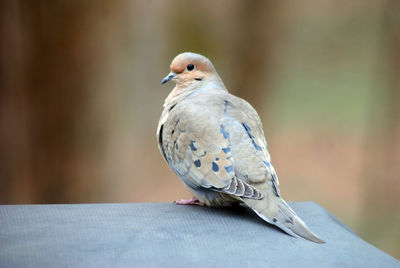 Close-up of bird perching on railing