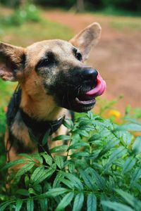 Close-up of a dog on field