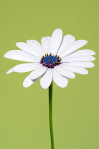 Close-up of white daisy against black background