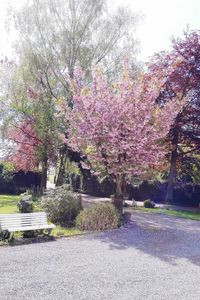 View of trees in park