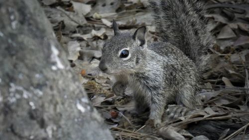 High angle view of squirrel on field
