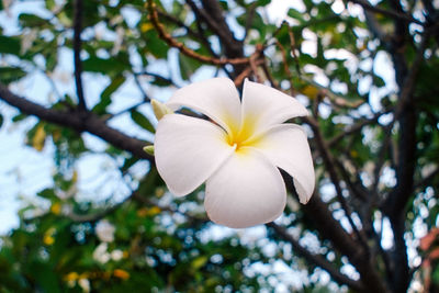 Close-up of fresh white flower blooming in tree