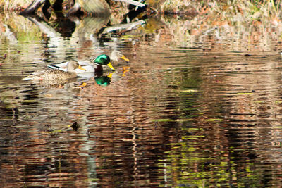 Ducks in a lake