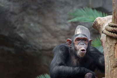 Monkey sitting in a zoo