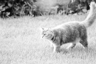 Cat on field