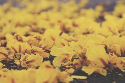 Close-up of yellow flowering plants during rainy season