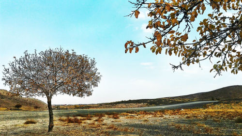 Bare tree on field against sky