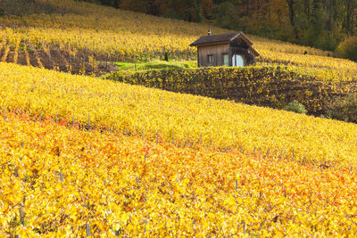 Yellow flowers growing on field