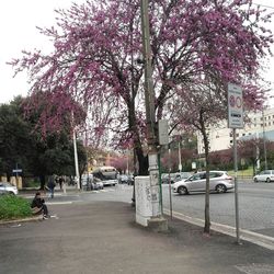Trees in park against sky