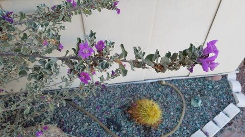 Close-up of flowers against wall