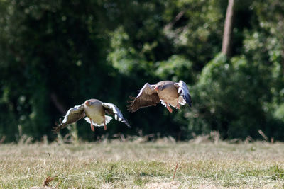 Bird flying over a field