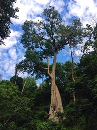 Low angle view of trees against cloudy sky