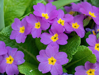 Close-up of purple flowering plants