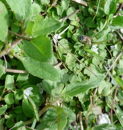 High angle view of insect on plant