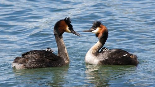 Great crested grebes swimming on pond