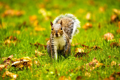 View of an animal on land