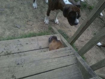 Dog on wooden floor