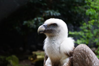 Close-up of white owl looking away