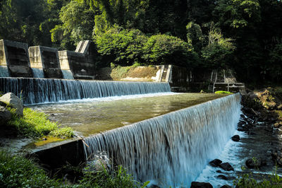 Plants growing by dam against trees