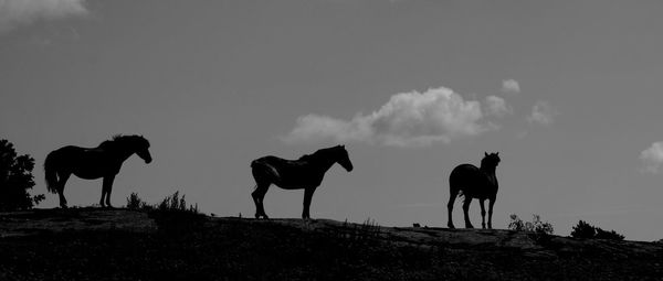 Silhouette horses against sky