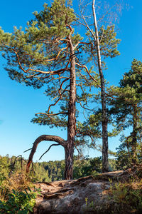 Trees growing in forest against blue sky