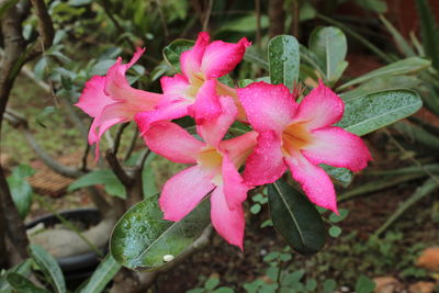 Close-up of pink flowers