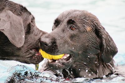 Close-up of dogs playing in water