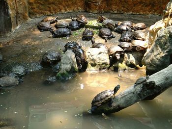 Stream flowing through rocks