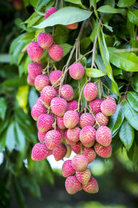 Close-up of strawberries growing on plant