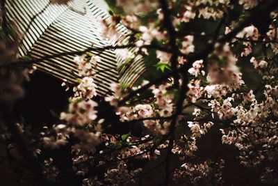 Close-up of flower tree