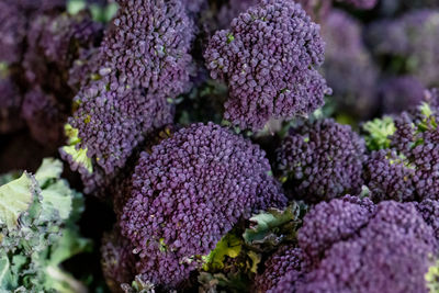 Full frame shot of purple flowers