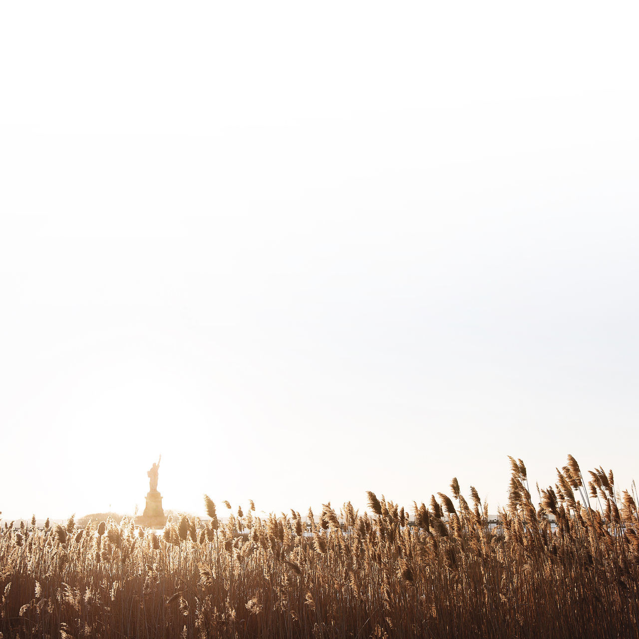 clear sky, copy space, growth, nature, beauty in nature, field, plant, tranquility, tranquil scene, agriculture, low angle view, outdoors, rural scene, no people, day, landscape, scenics, sky, flower, abundance