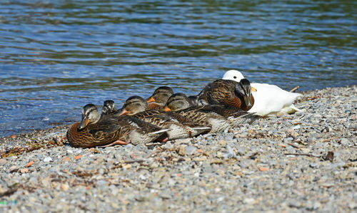 Mallard ducks relaxing at lakeshore