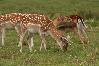 Deer grazing on grassy field