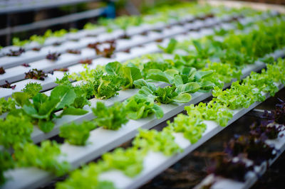 Close-up of plants growing in container