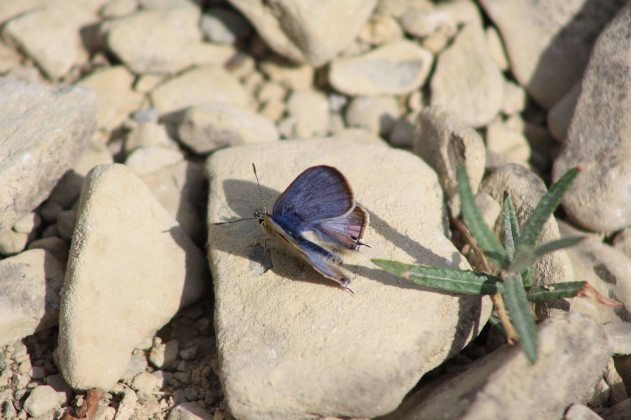 Purple and blue butterfly