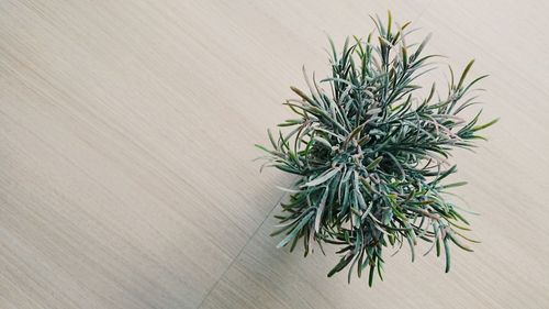 High angle view of potted plant on table