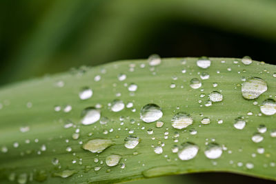 A collection of macro water droplets on a leaf after a thunder storm