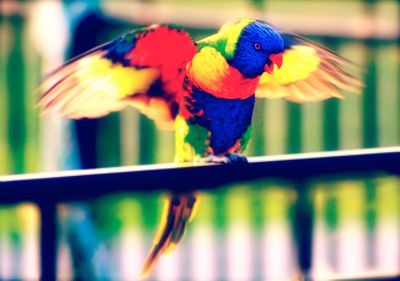 Close-up of parrot perching on wood