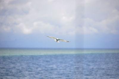 Bird flying over sea against cloudy sky