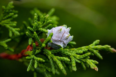 Budding pine-cone on green pine tree at christmas.