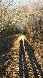 Shadow of person on tree trunk