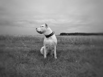 Dog standing on field against sky