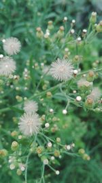 Close-up of plant