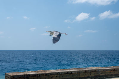 Seagull flying over sea against sky