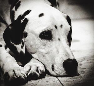 Close-up of sad dog lying on floor