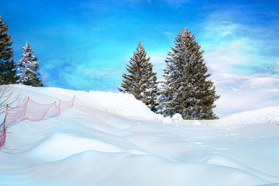 Pine trees on snow covered land against sky