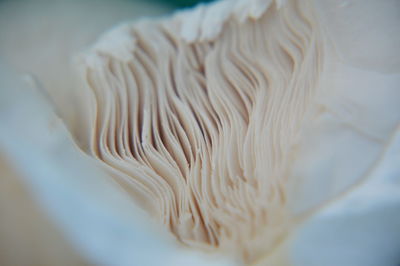 Close-up of white mushroom